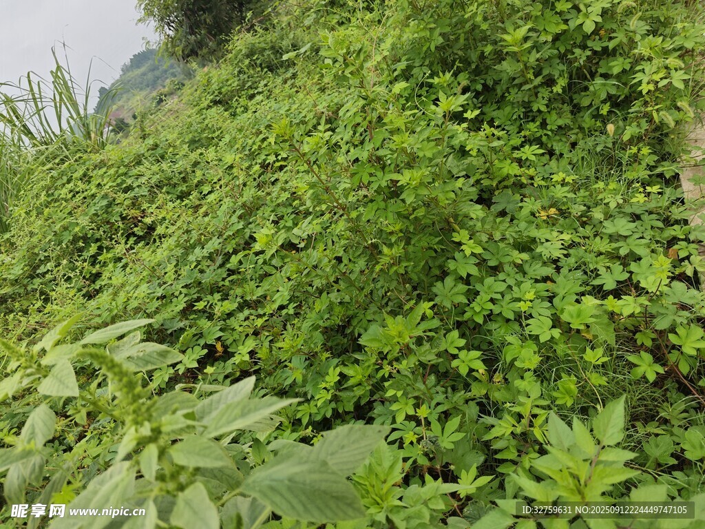 繁茂绿植覆盖的山坡