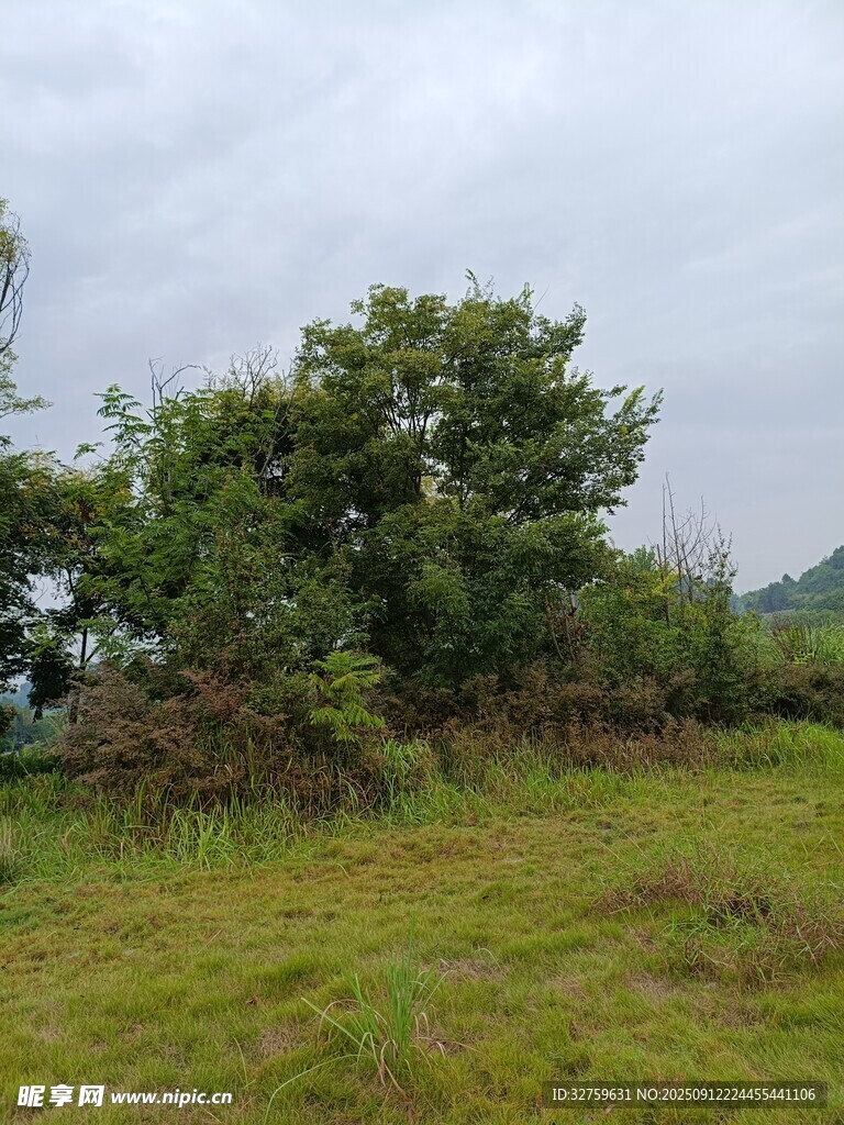 野外草地旁的繁茂树木
