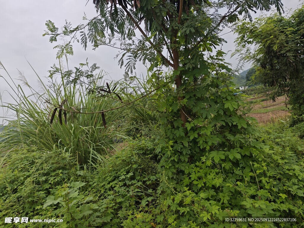 野外繁茂绿植景象