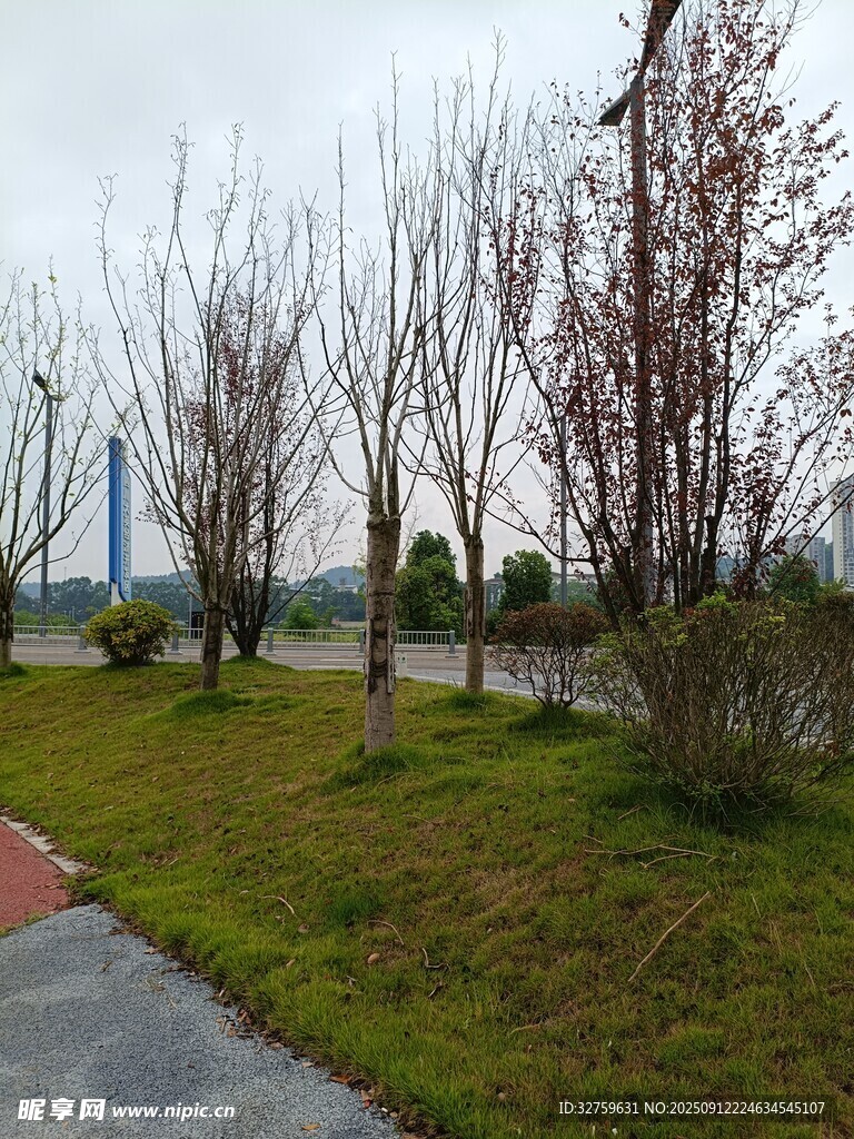 公园草地旁的树木景观