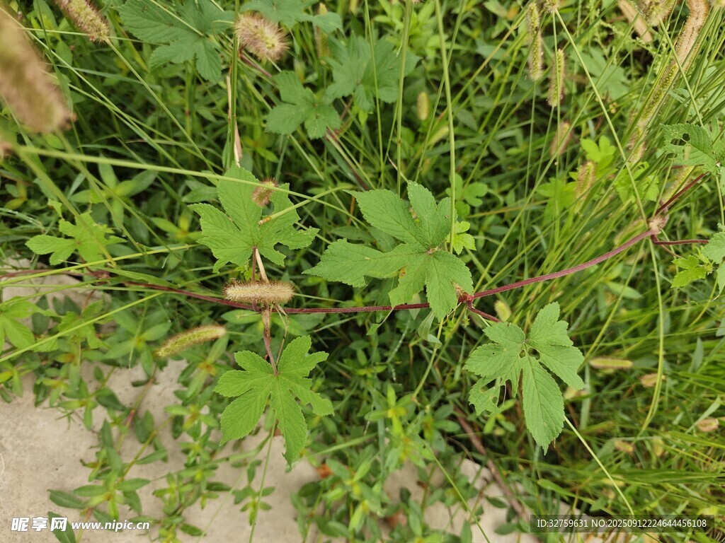草丛中的绿色植物