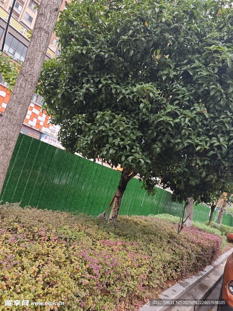 路边绿树与围挡景观