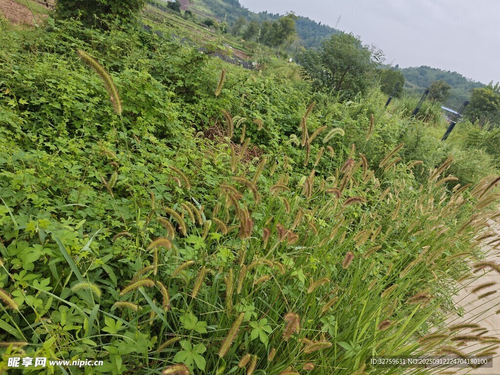 野外繁茂绿植景观