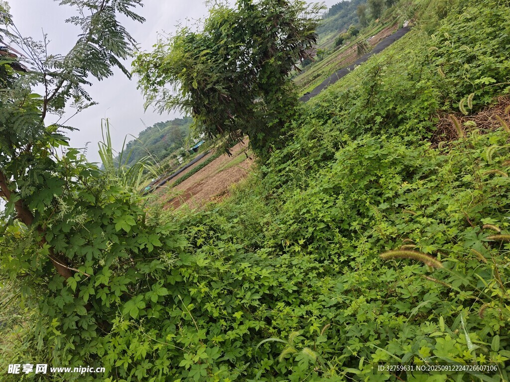 野外繁茂绿植景观