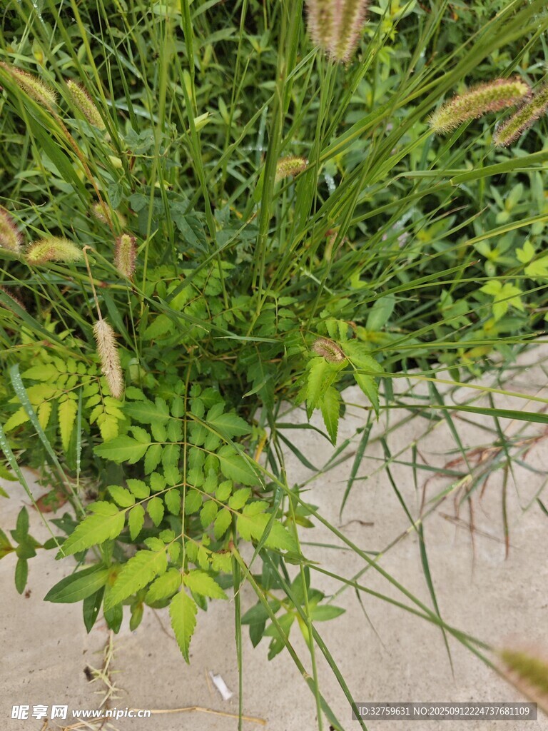 绿叶繁茂的植物特写