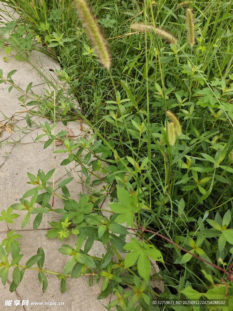 路边繁茂的绿色野草