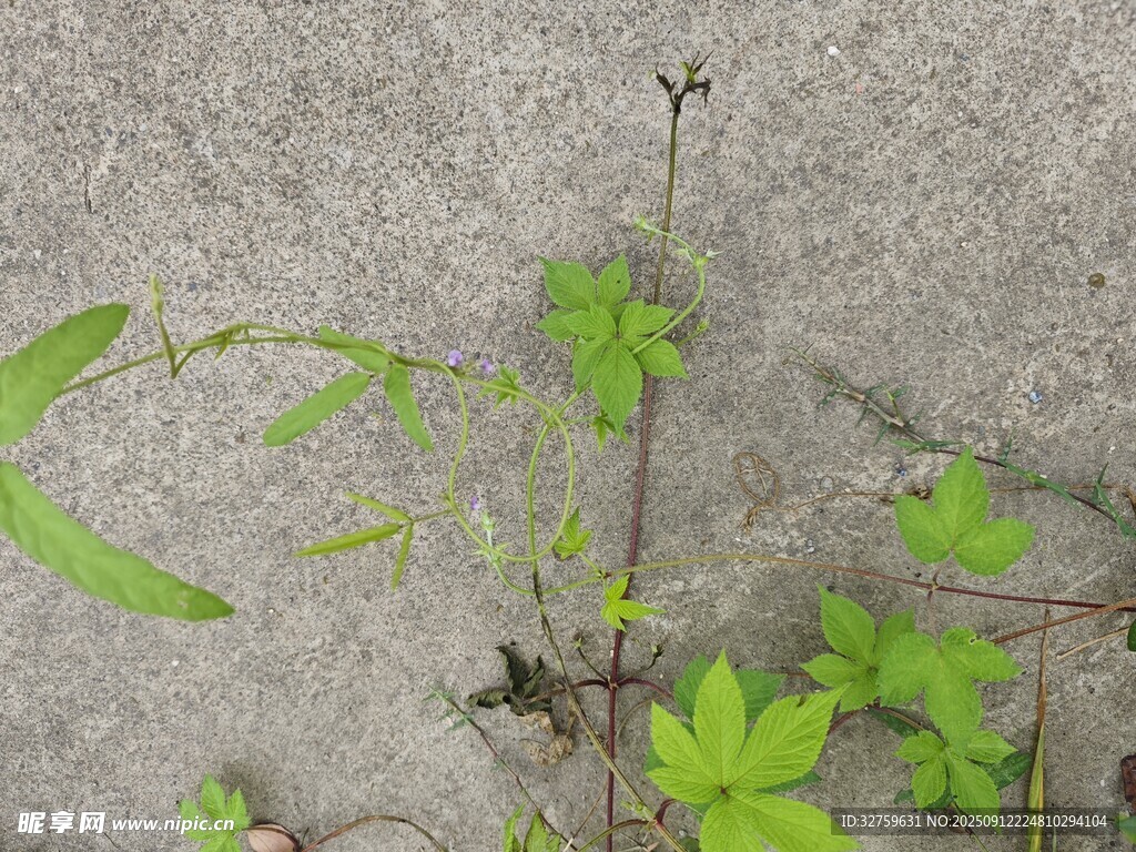 地面上的嫩绿植物