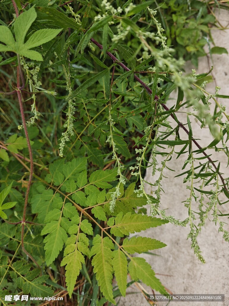 墙边繁茂绿植