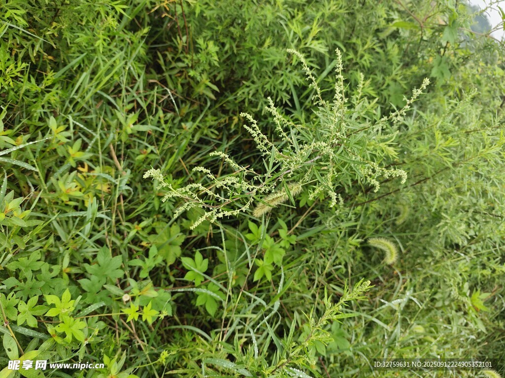 繁茂绿植景观