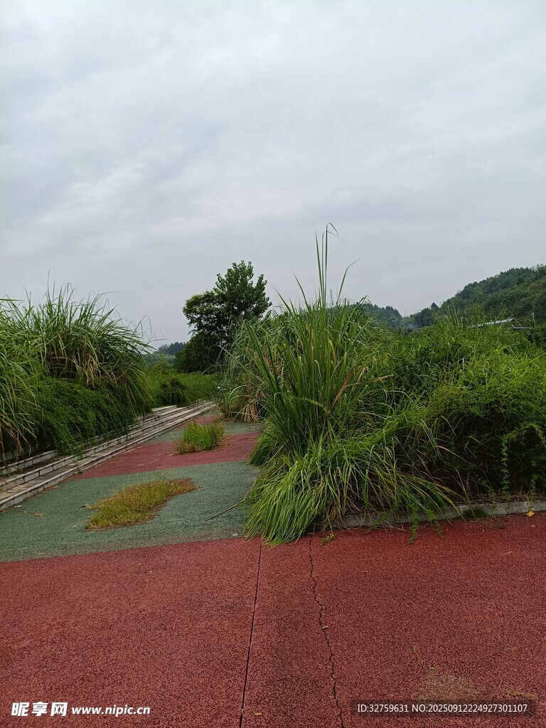 彩色步道旁的绿植景观