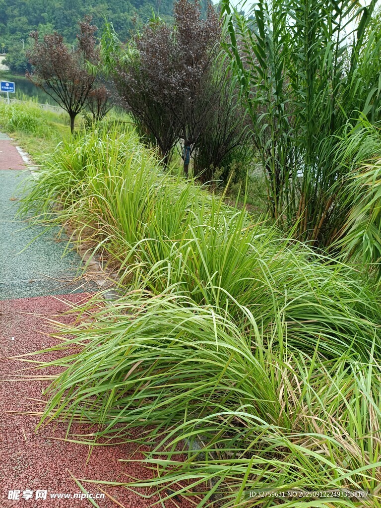 雨后小径旁的葱郁草丛