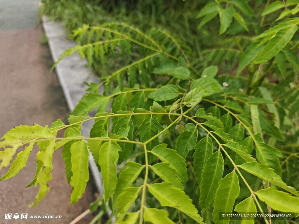 嫩绿枝叶展现生机