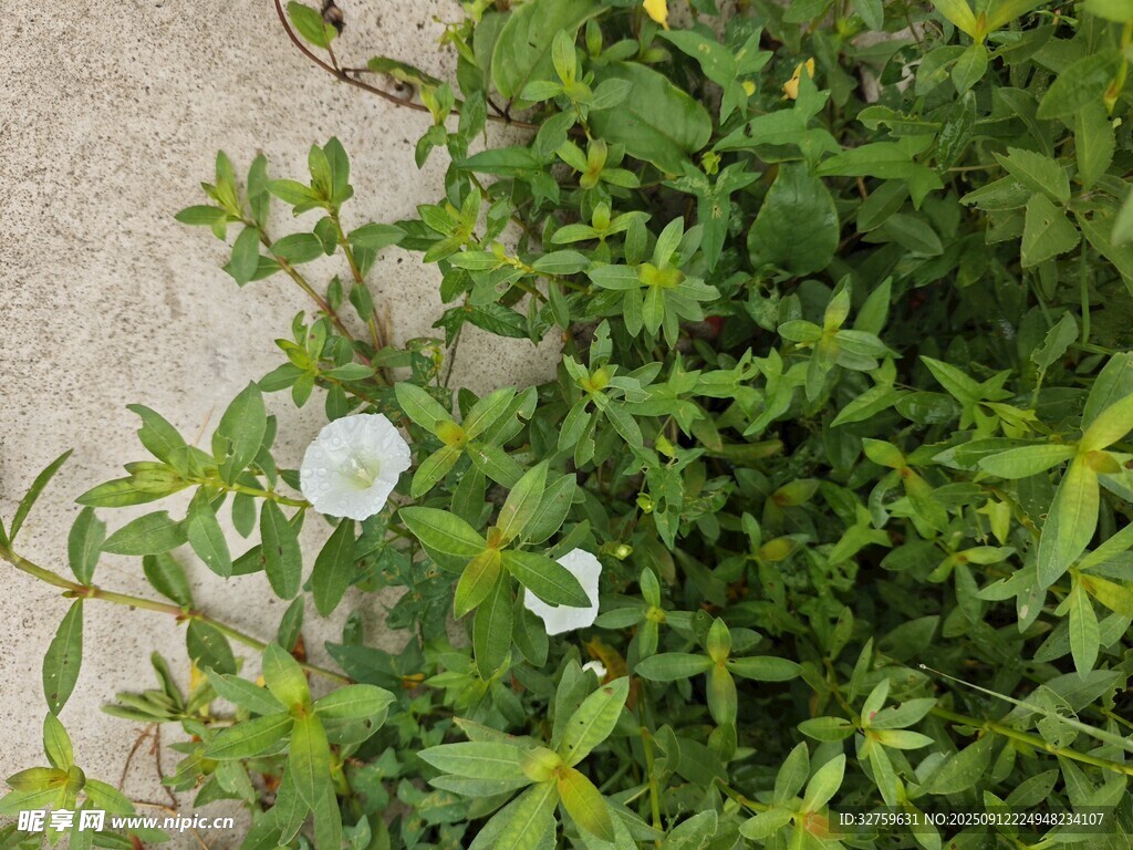 绿叶丛中的白色小花
