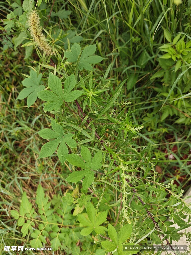 草丛中的绿色植物