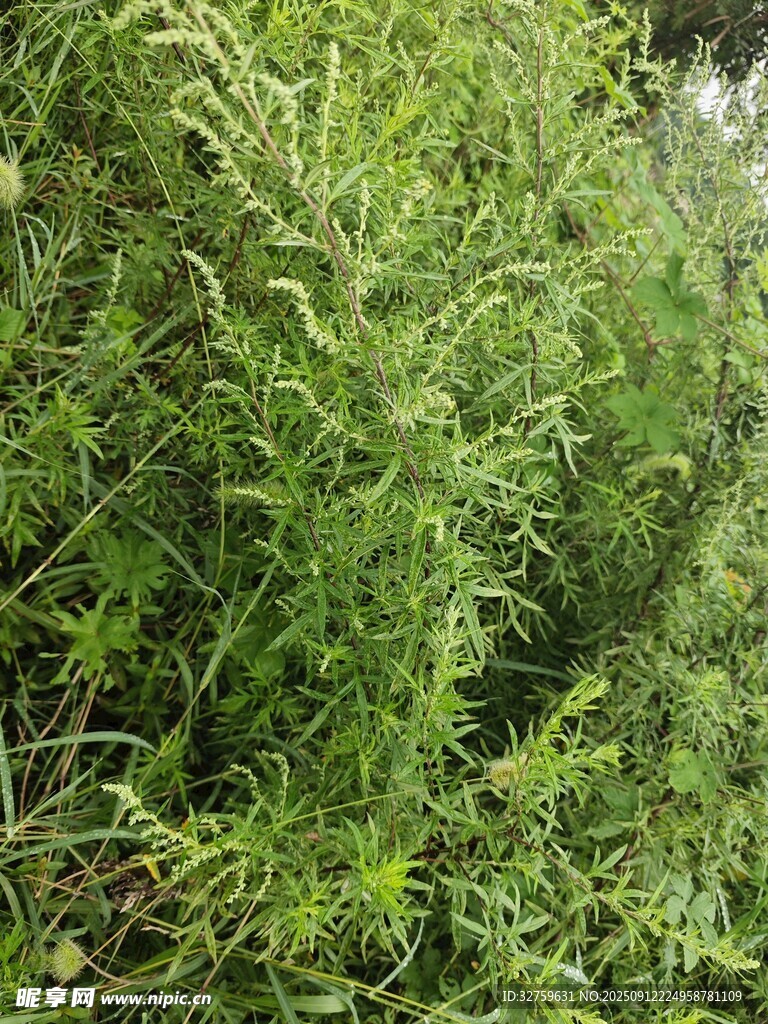 茂密绿植景观
