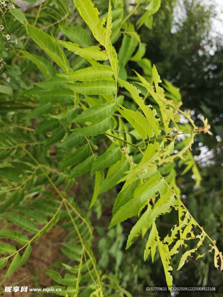 翠绿蕨类植物枝叶特写