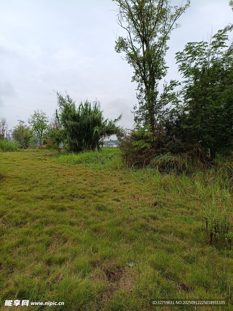 野外草地风景