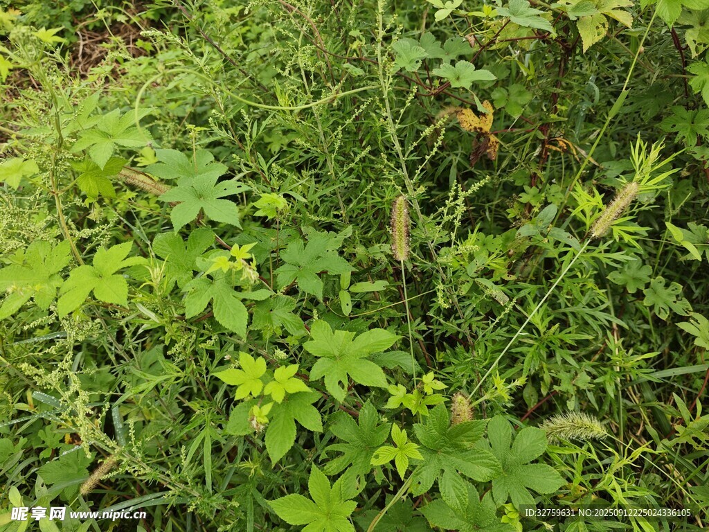 繁茂绿植景观