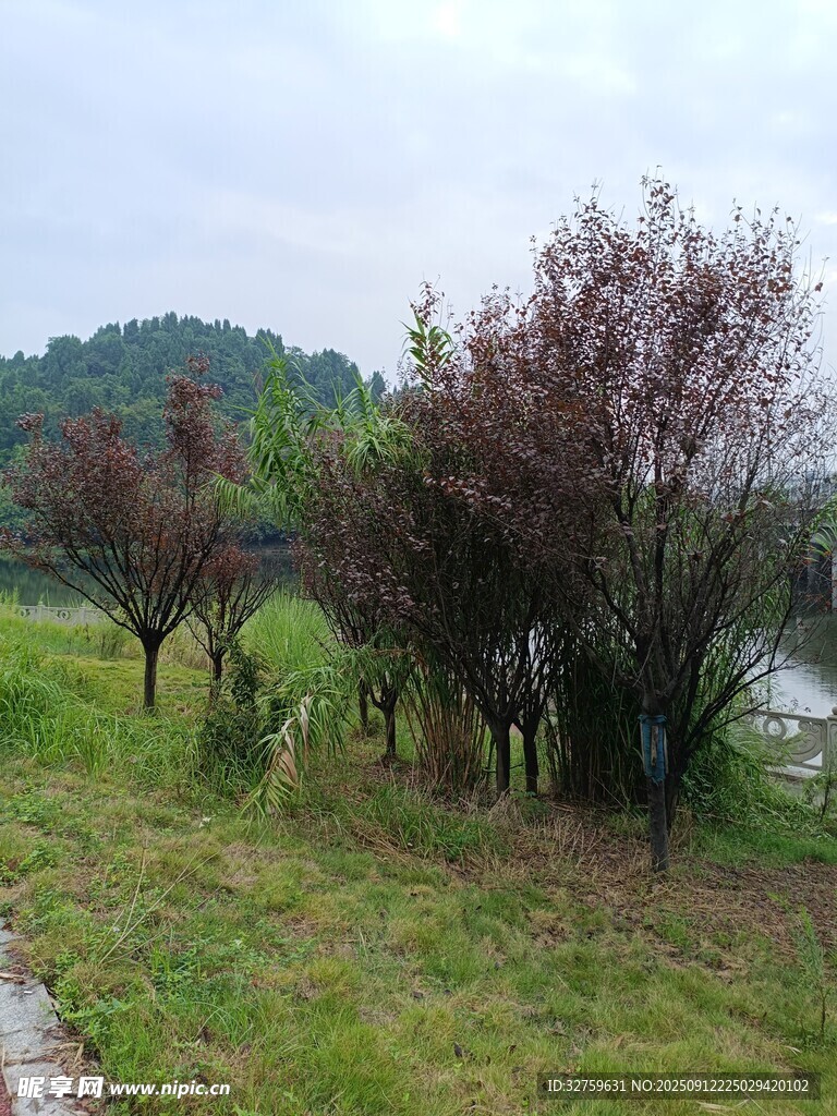 湖畔树木与草地风景图