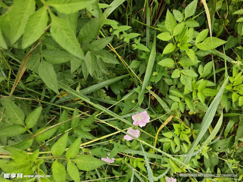 草丛中的粉色小花