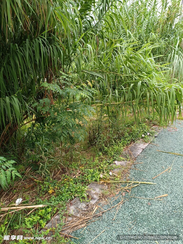 路边繁茂绿植景观