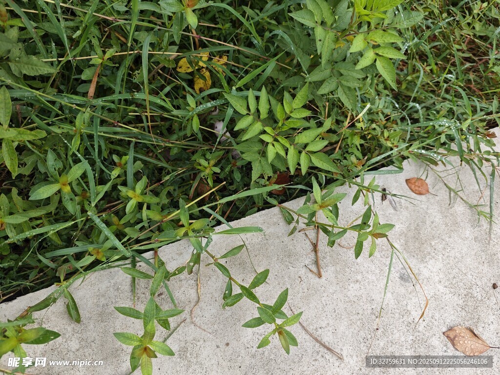 墙边生长的嫩绿植物