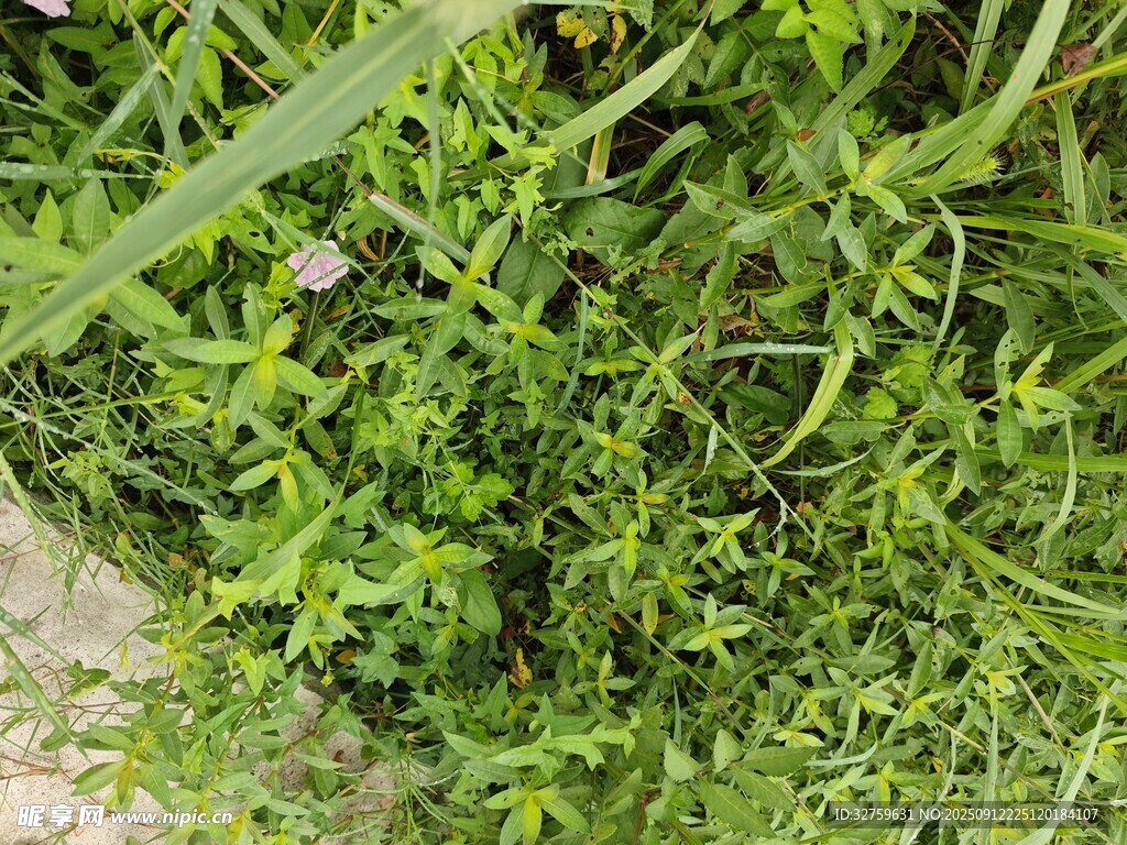 路边繁茂的绿色植物