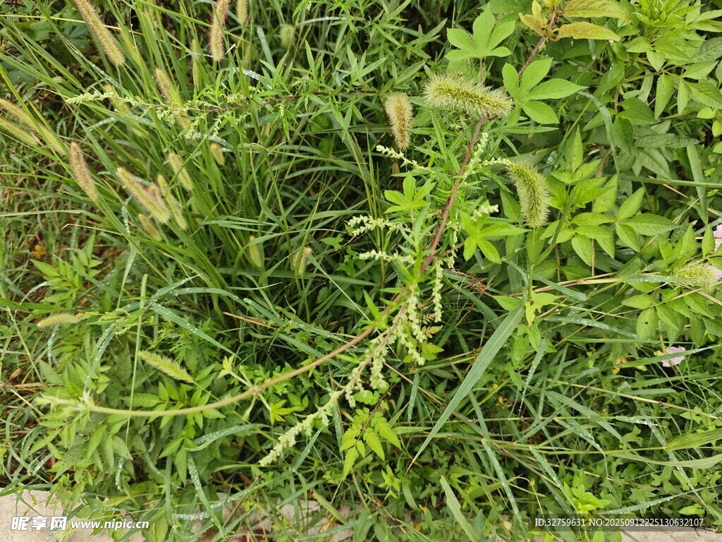 茂盛的绿色草丛