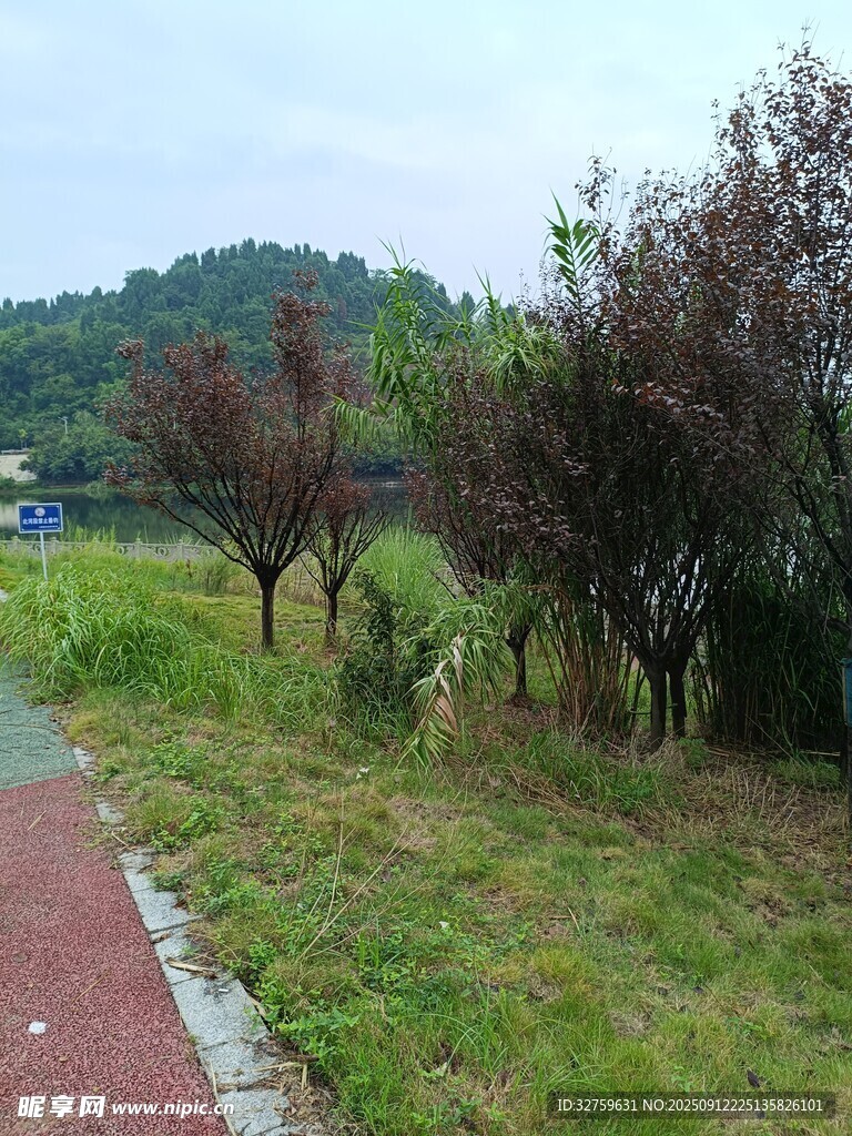 郊外绿意盎然的步道风景