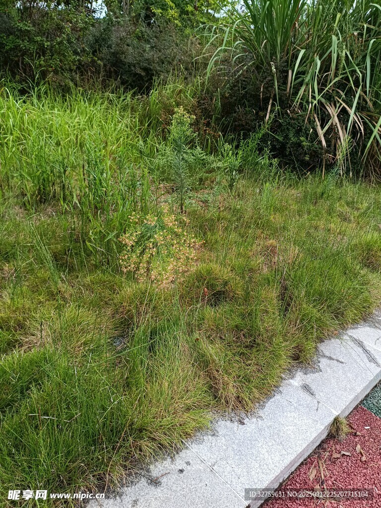 户外草地景观