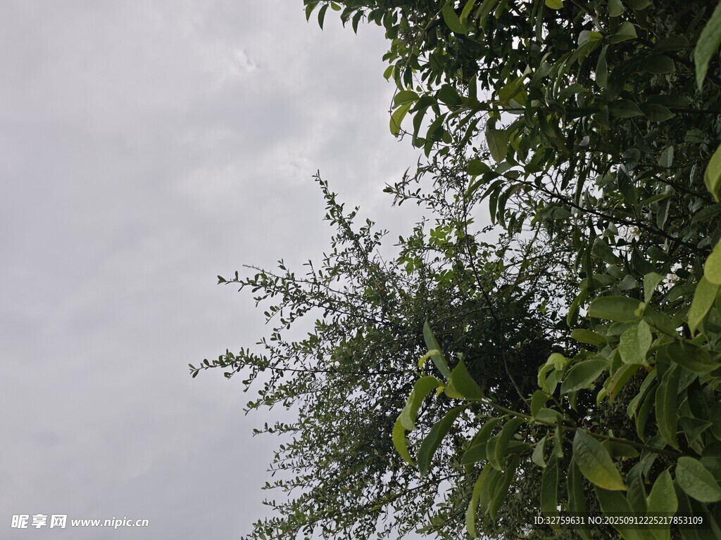 树梢之上的阴沉天空