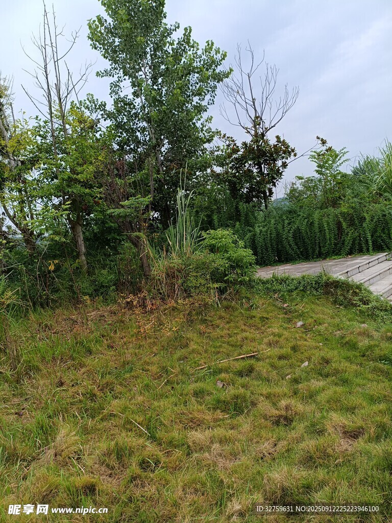 野外草地与树木景观