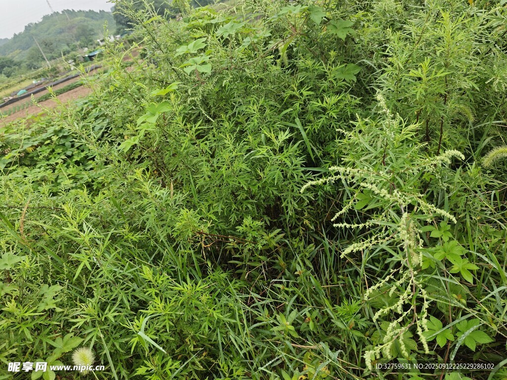 野外繁茂的绿色植物丛