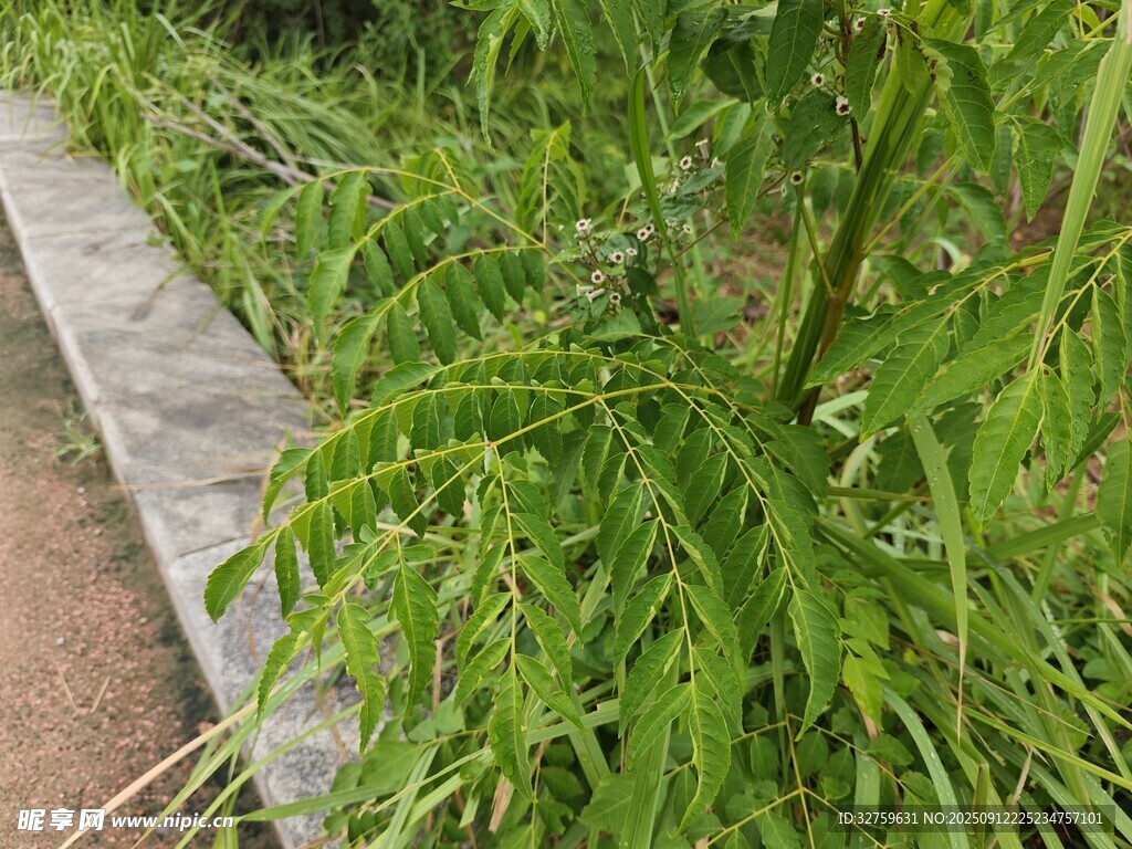 路边翠绿茂盛的植物