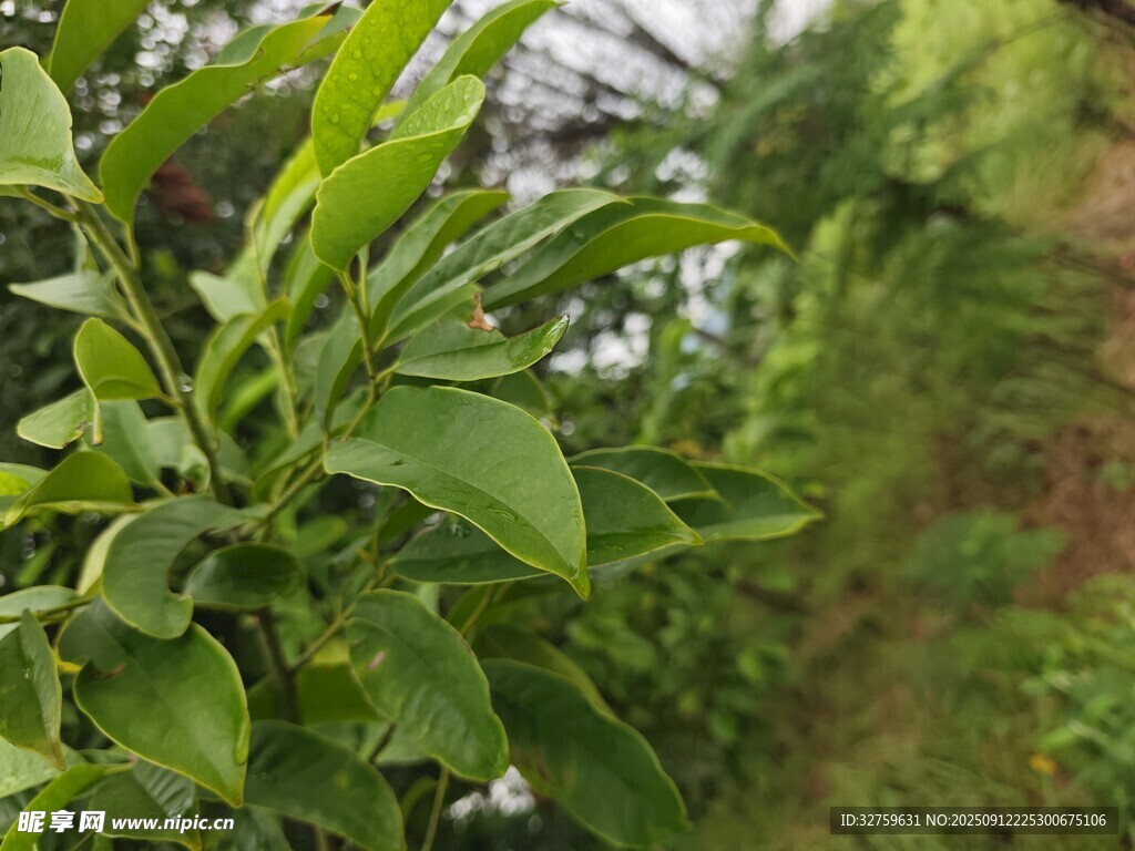 绿叶繁茂的植物景象