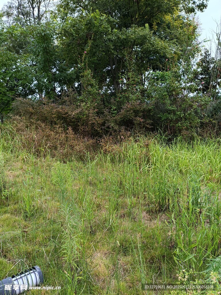 野外草地与繁茂树木景观