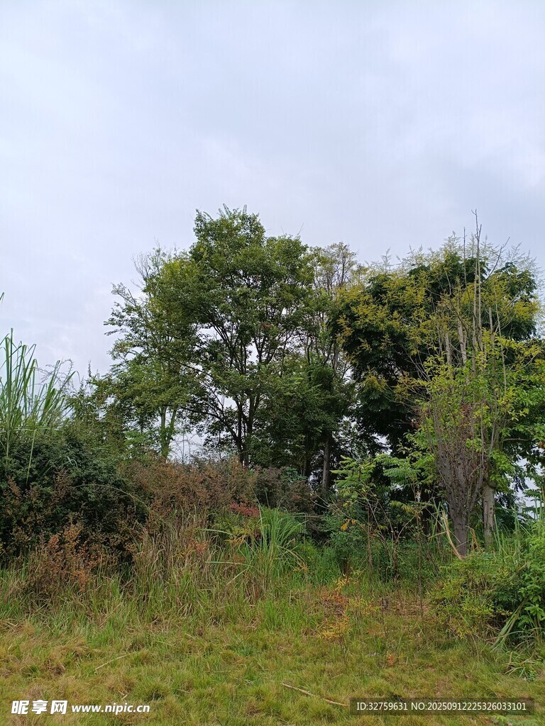 野外绿意盎然的树木景观