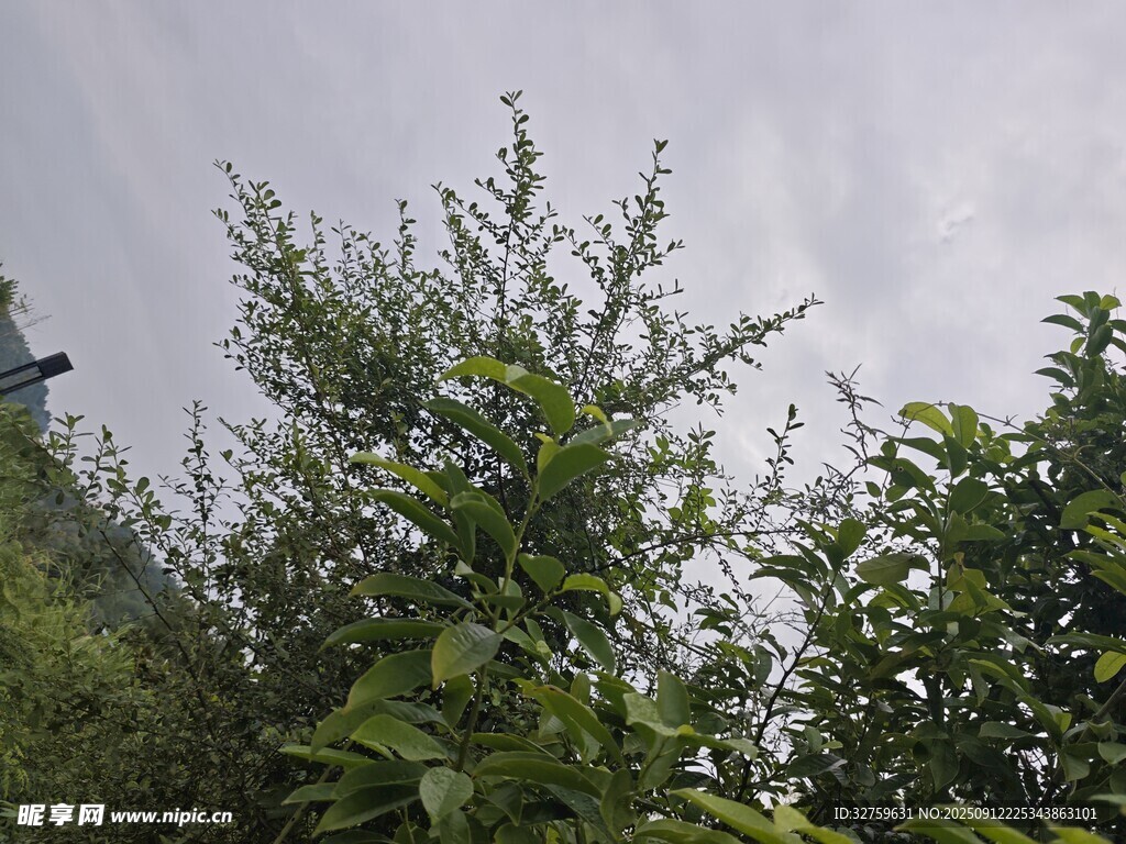 绿意盎然的繁茂植物
