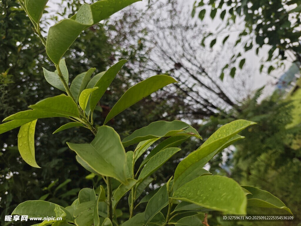 绿叶繁茂的植物景象