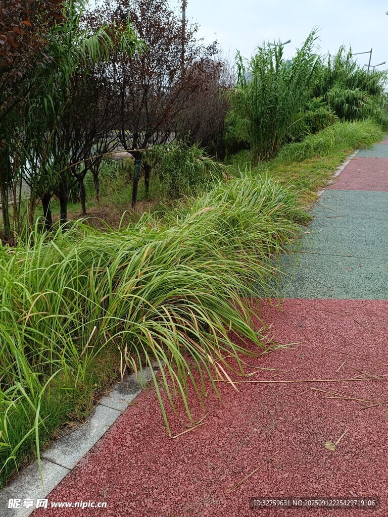 彩色步道旁的葱郁绿植