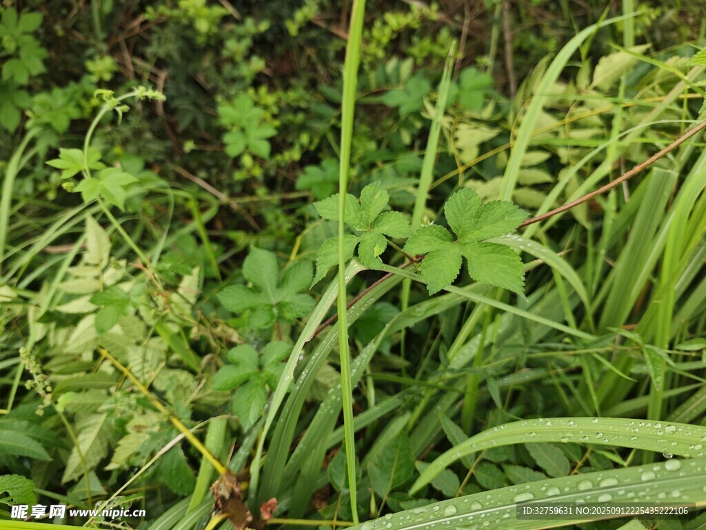 清晨带露的鲜嫩绿色植物