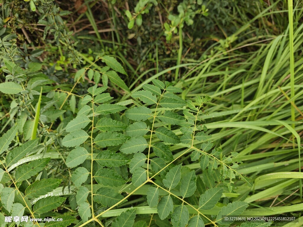 茂密绿植中的羽状叶片