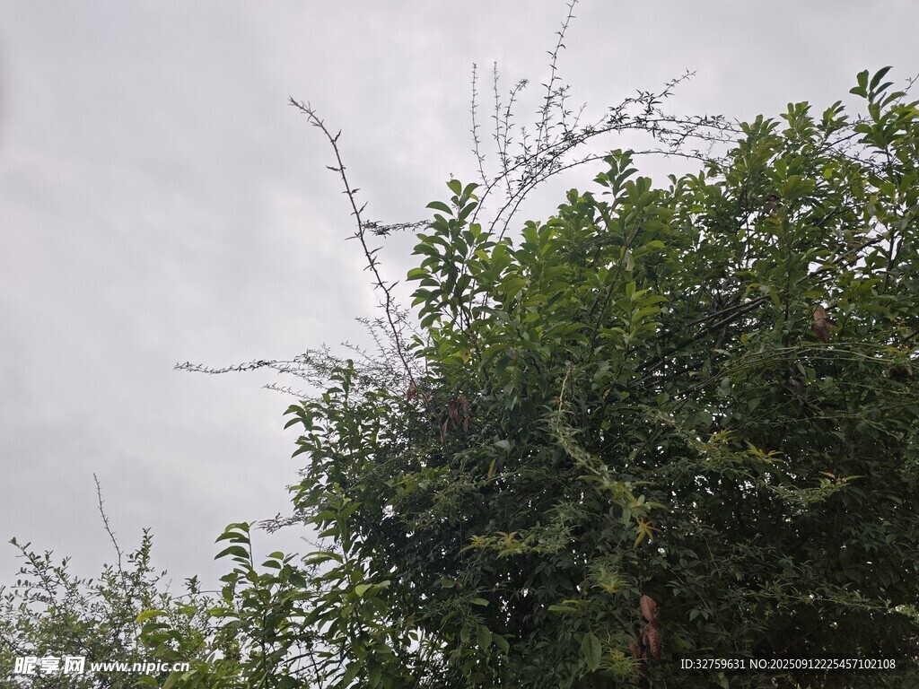 阴天中的繁茂绿树