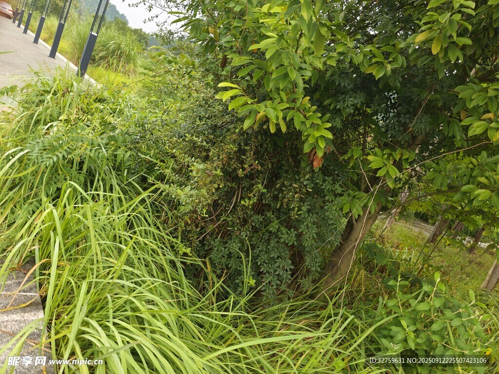 路边繁茂绿植景观