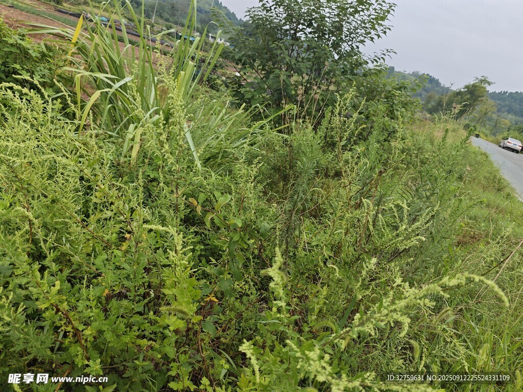 路边繁茂的绿色植物