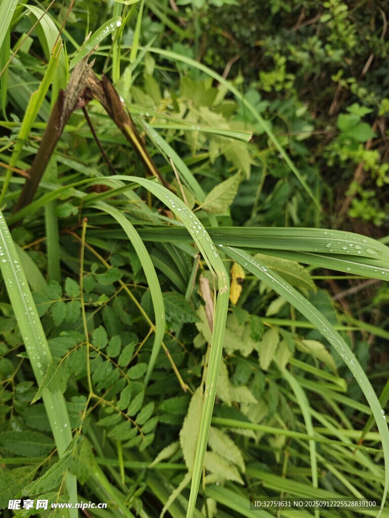 翠绿蕨类植物特写