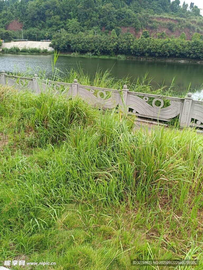 湖畔葱郁草地