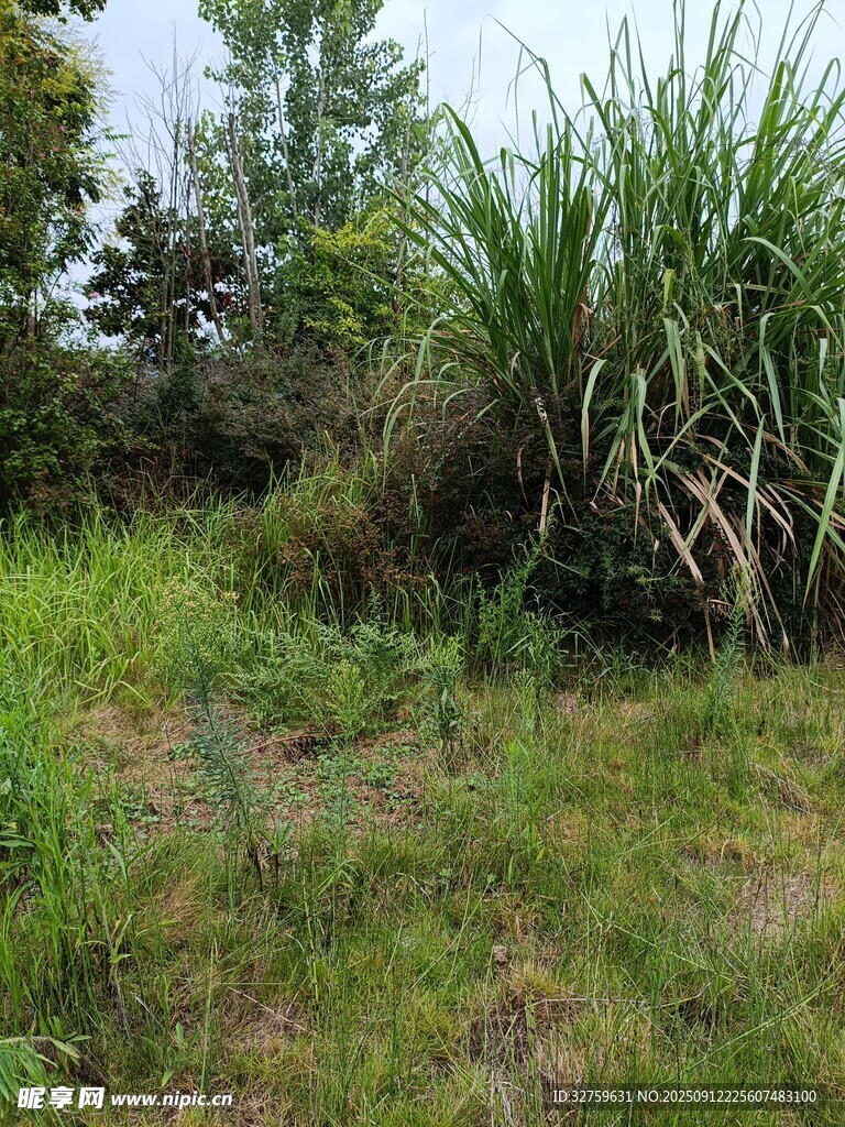 野外茂盛的甘蔗植株