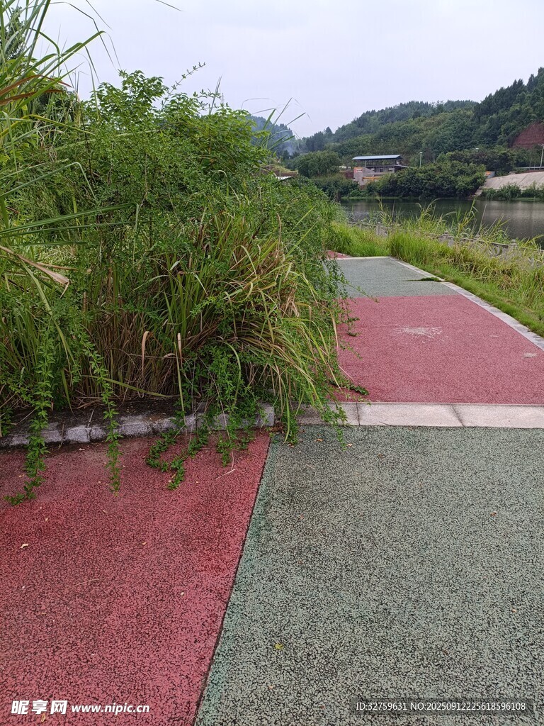 彩色步道旁的茂盛绿植