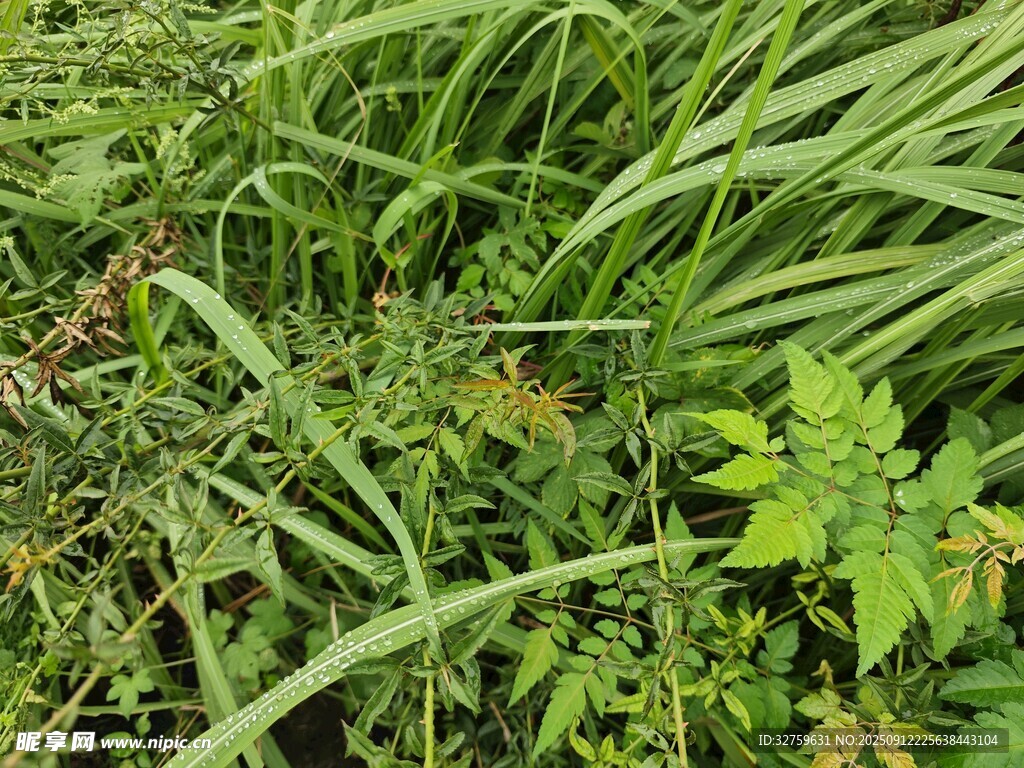 繁茂绿植景观
